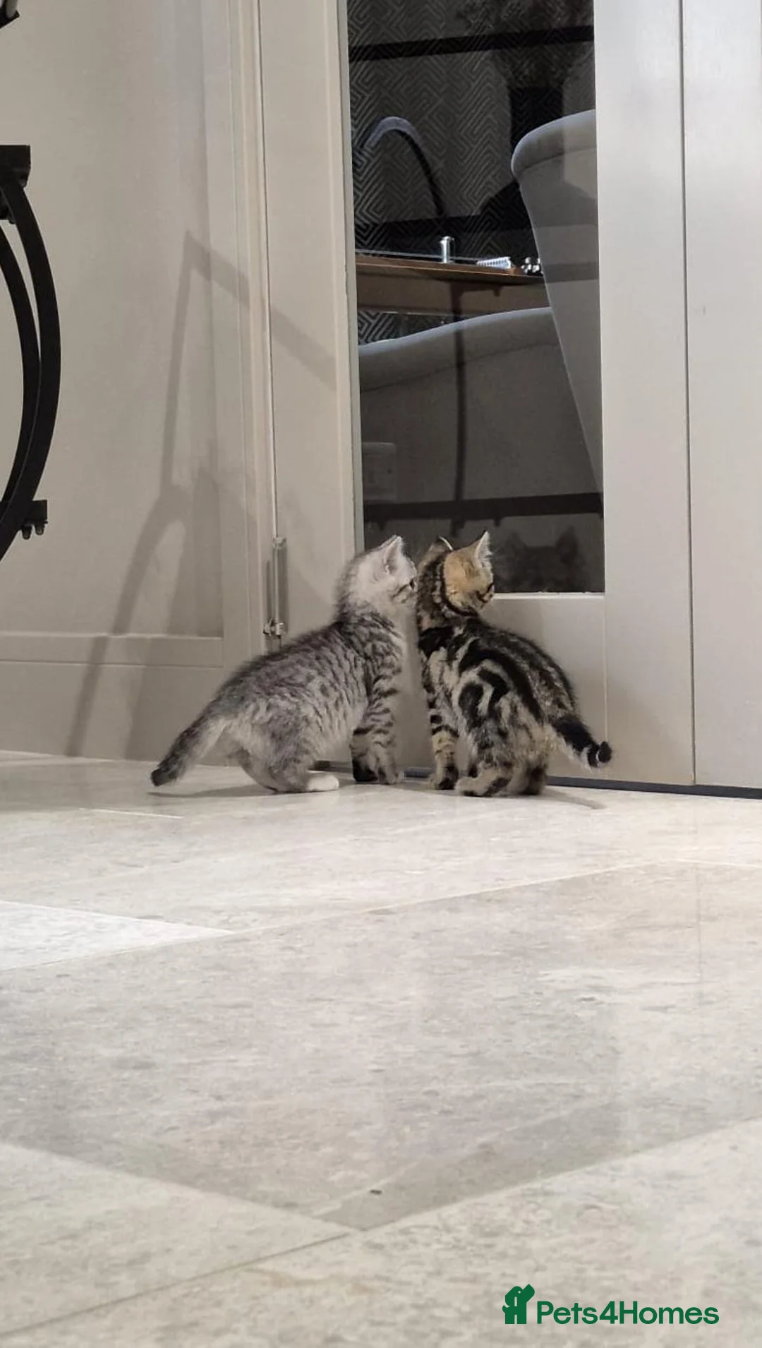 Mixed Breed cats for sale: Stunning British Shorthair cross kittens!😻🤎 - Advert 2