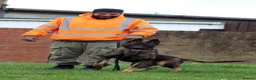Belgian Shepherd Dog dogs for sale: Lovely Dutch for sale  - Advert 2