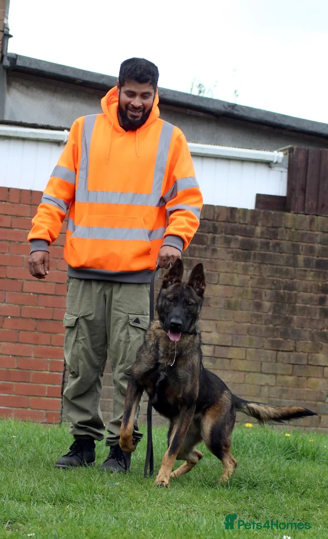Belgian Shepherd Dog dogs for sale: Lovely Dutch for sale  - Advert 2