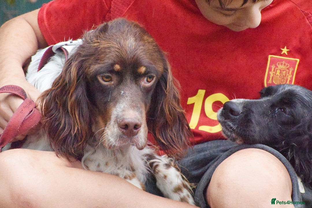 English Setter dogs for adoption: Vito  - Image 2