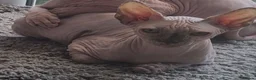 Sphynx cats for sale: Sphynx Kitten  - Advert 3