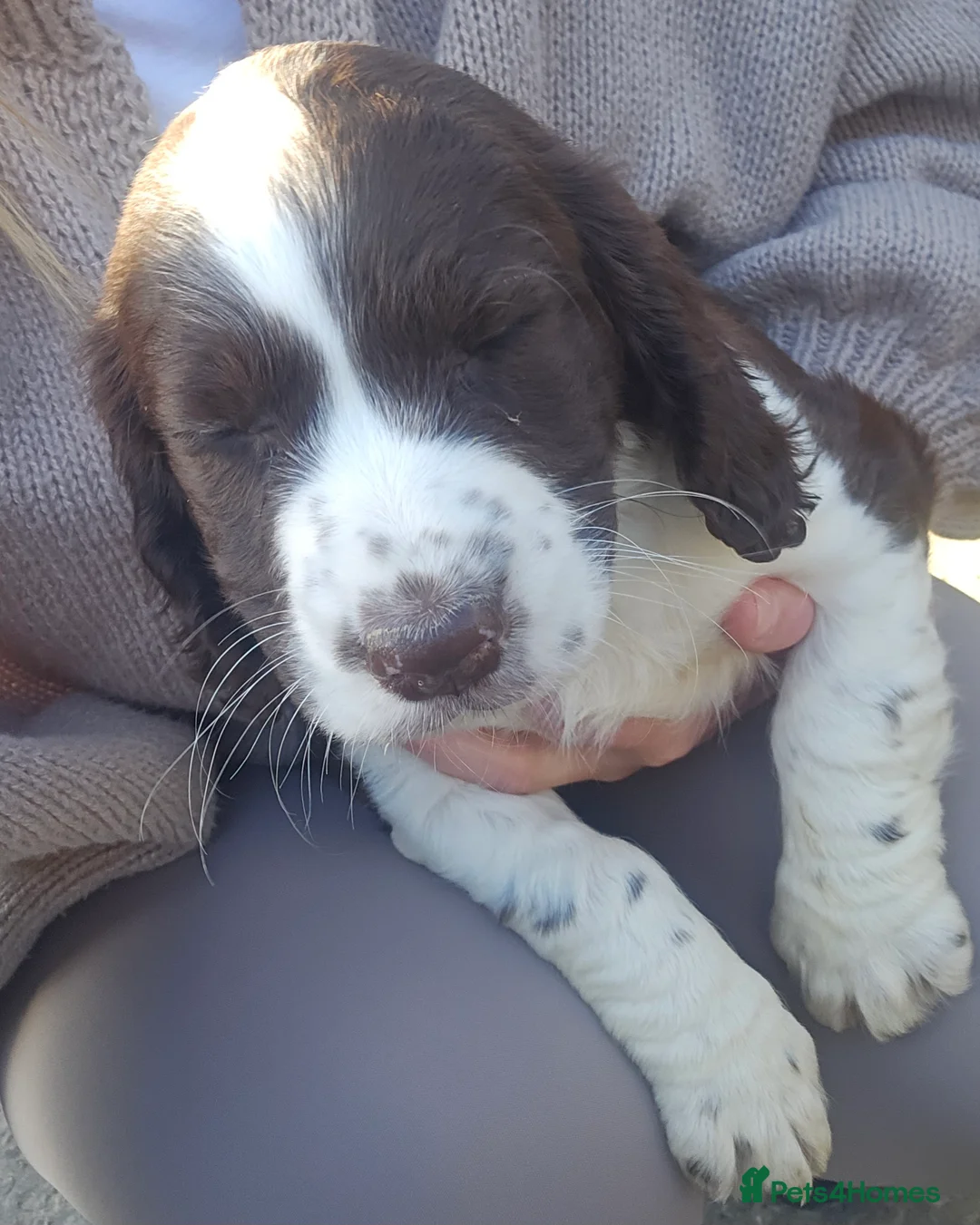 Cocker Spaniel dogs for sale: Cocker spaniel puppys in Harlow - Advert 2