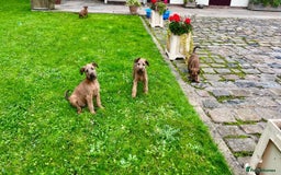 Irish Terrier dogs for sale: BEAUTIFUL KCREGISTERED, CHAMPION, IRISH TERRIERS - Image 3