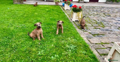 Irish Terrier dogs - Advert 15