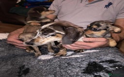 Mixed Breed dogs for sale: Pomweenies 💕💕 - Image 15