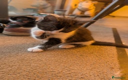 Maine Coon cats for sale: 😽 Cuddly Maine coon kittens 😽 in Preston - Image 21