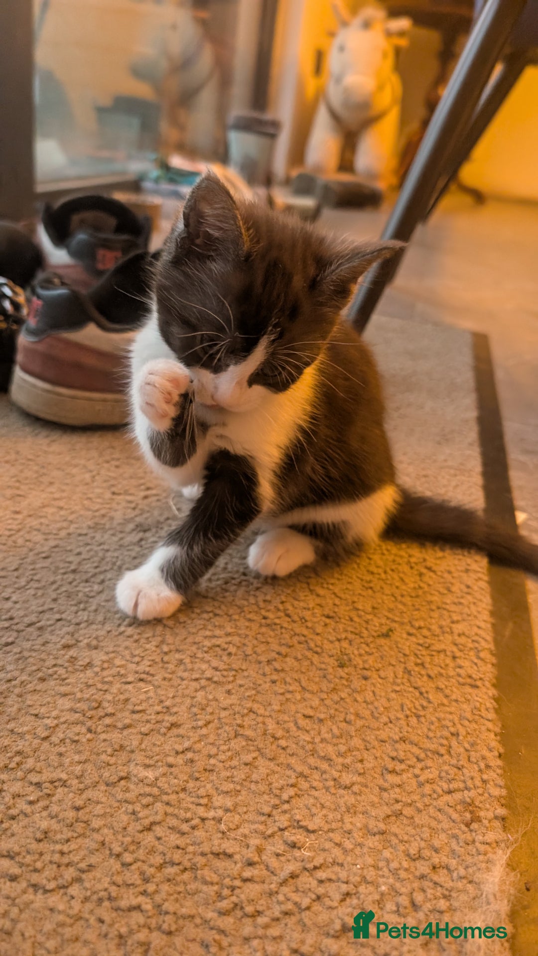 Maine Coon cats for sale: 😽 Cuddly Maine coon kittens 😽 in Preston - Image 21
