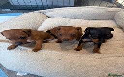 Miniature Pinscher dogs for sale: Beautiful Miniature pinscher puppies - Image 3