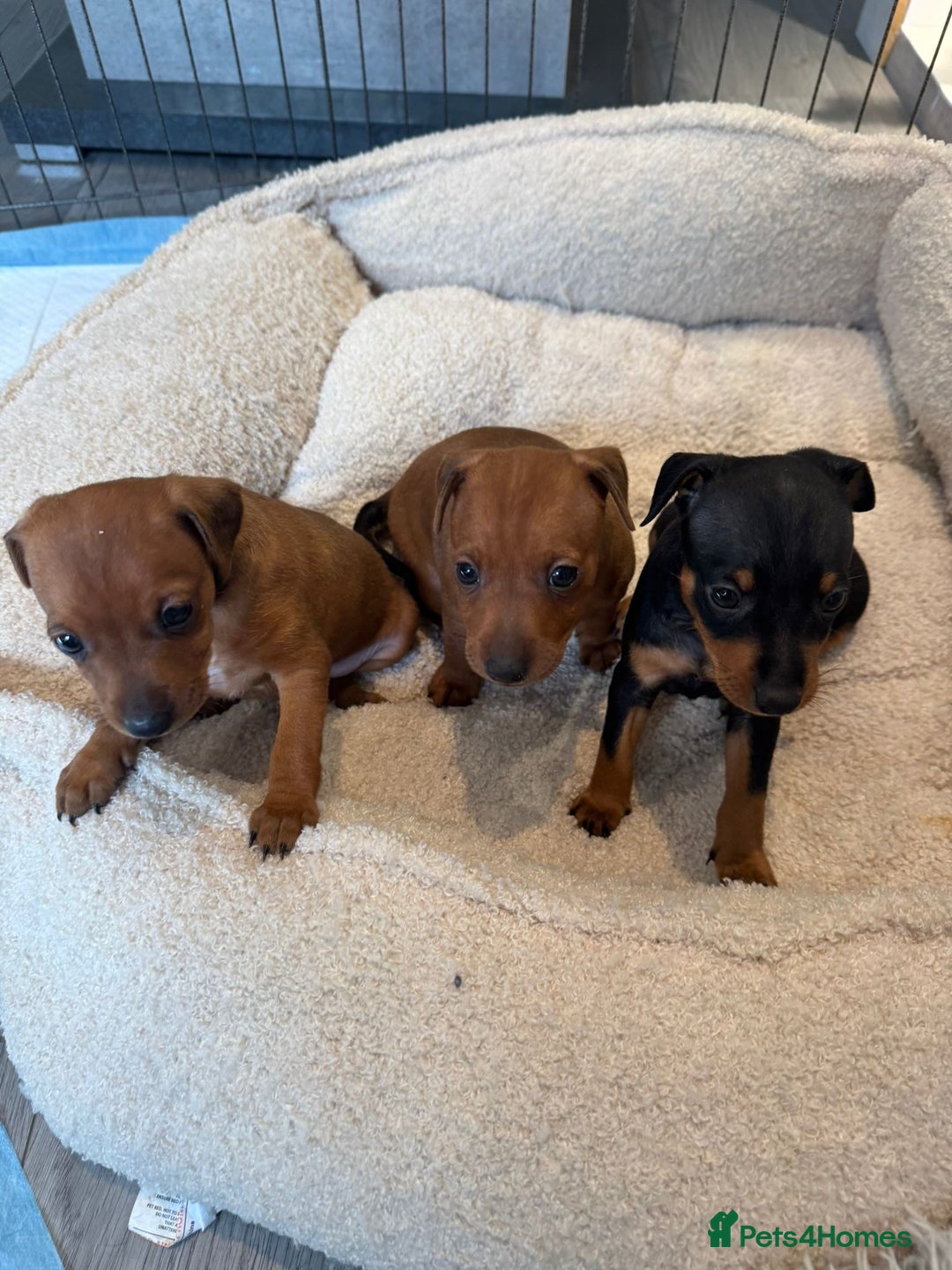 Miniature Pinscher dogs for sale: Beautiful Miniature pinscher puppies - Image 3