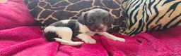 English Springer Spaniel dogs for sale: KC Home - Heath tested, Licensed Springer Pups⭐️ - Advert 17