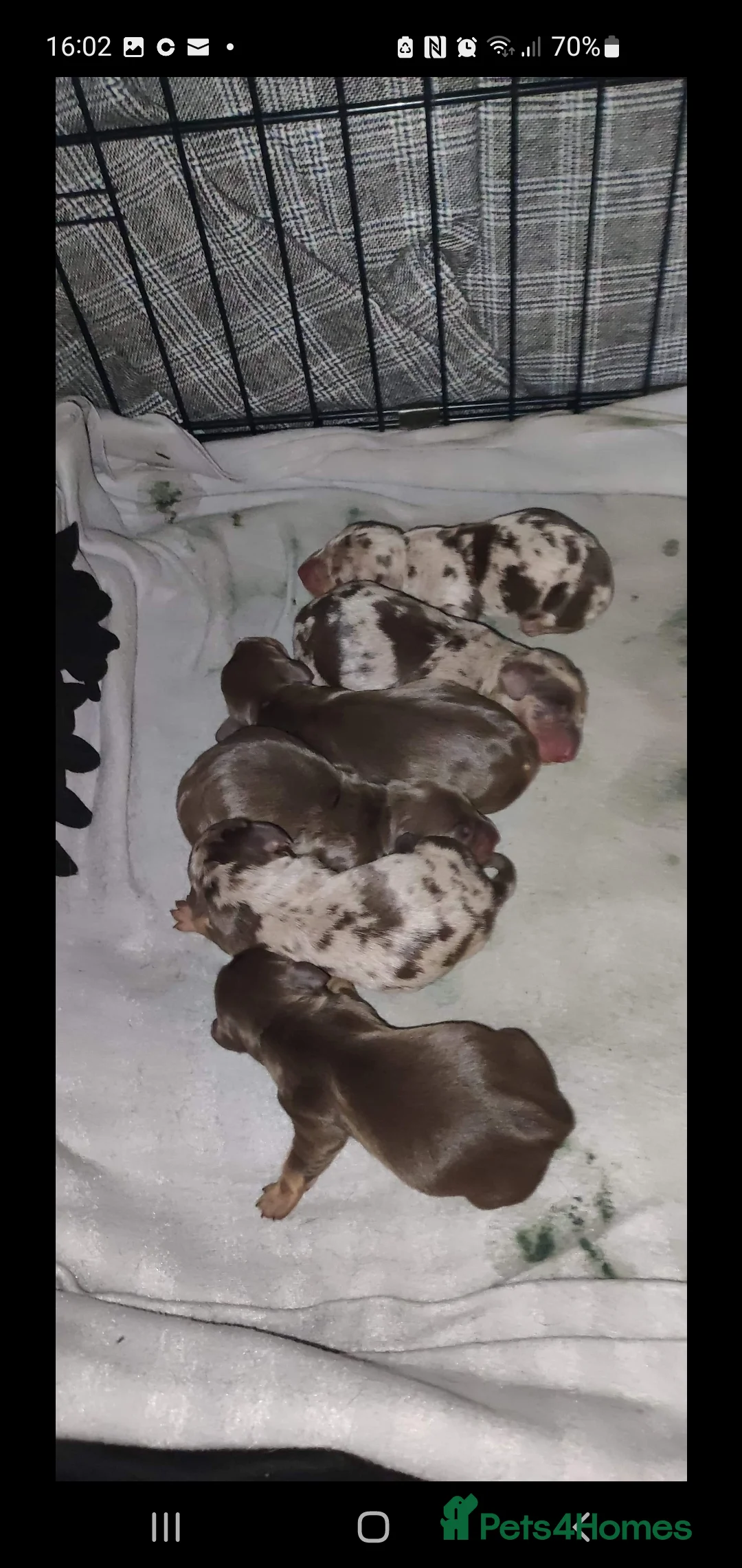 Miniature Dachshund dogs for stud: TINY KC REG HEREDITARY PRA CLEAR PROVEN in Pontefract - Advert 16