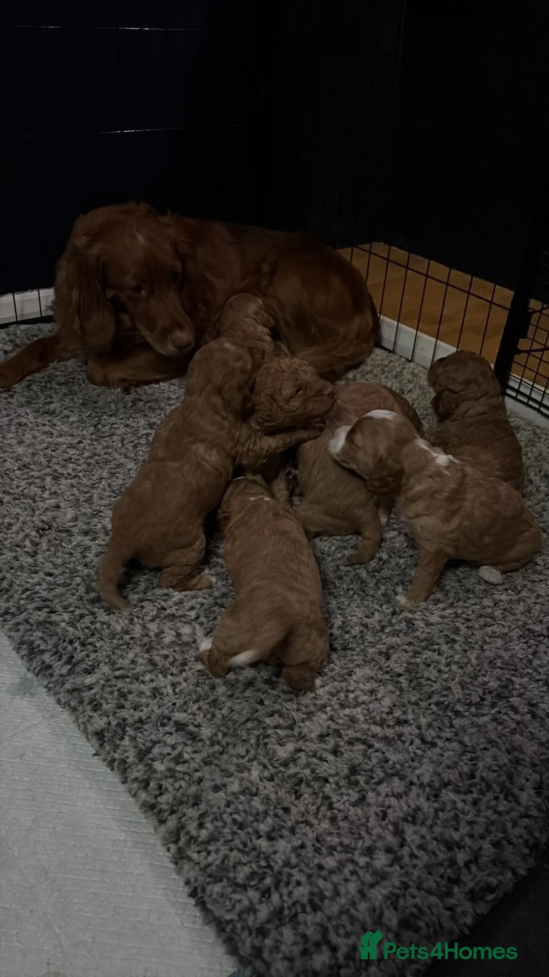 Cockapoo dogs for sale: Cockapoo puppies - Advert 2