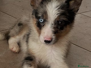 Border Collie dogs Collie puppies (1 male remaining) - Advert 4