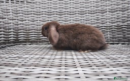 Mini Lop rabbits for sale: Now reserved  - Image 6