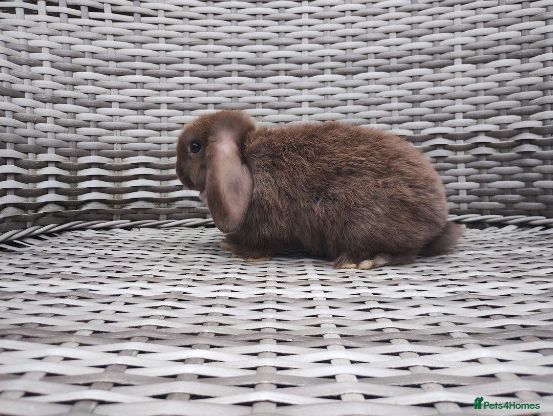Mini Lop rabbits for sale: Now reserved  - Image 6