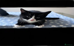 Mixed Breed cats for sale: 4 x Beautiful Adorable Kittens *Ready Now* - Image 17