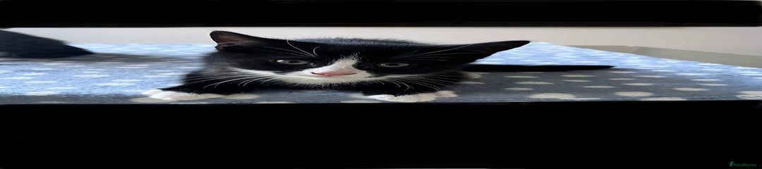 Female Black & White Kitten