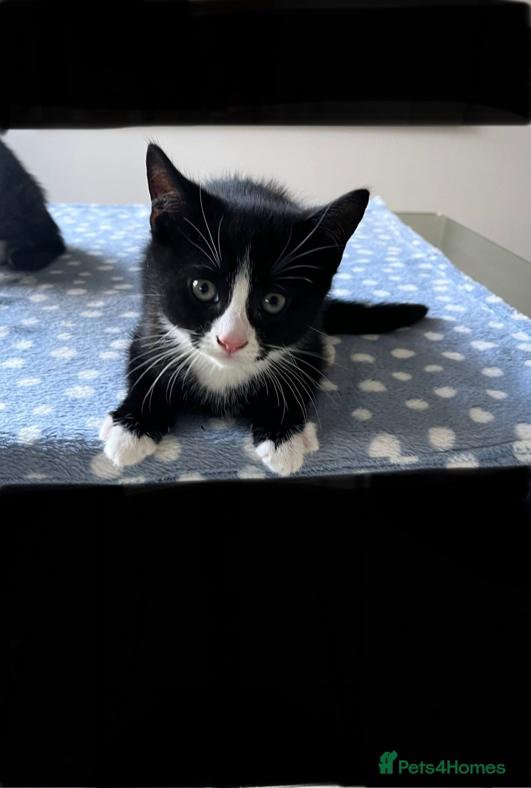 Mixed Breed cats for sale: 4 x Beautiful Adorable Kittens *Ready Now* - Image 17