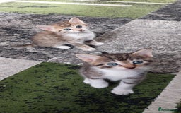 Mixed Breed cats for sale: Kittens for sale - Image 14