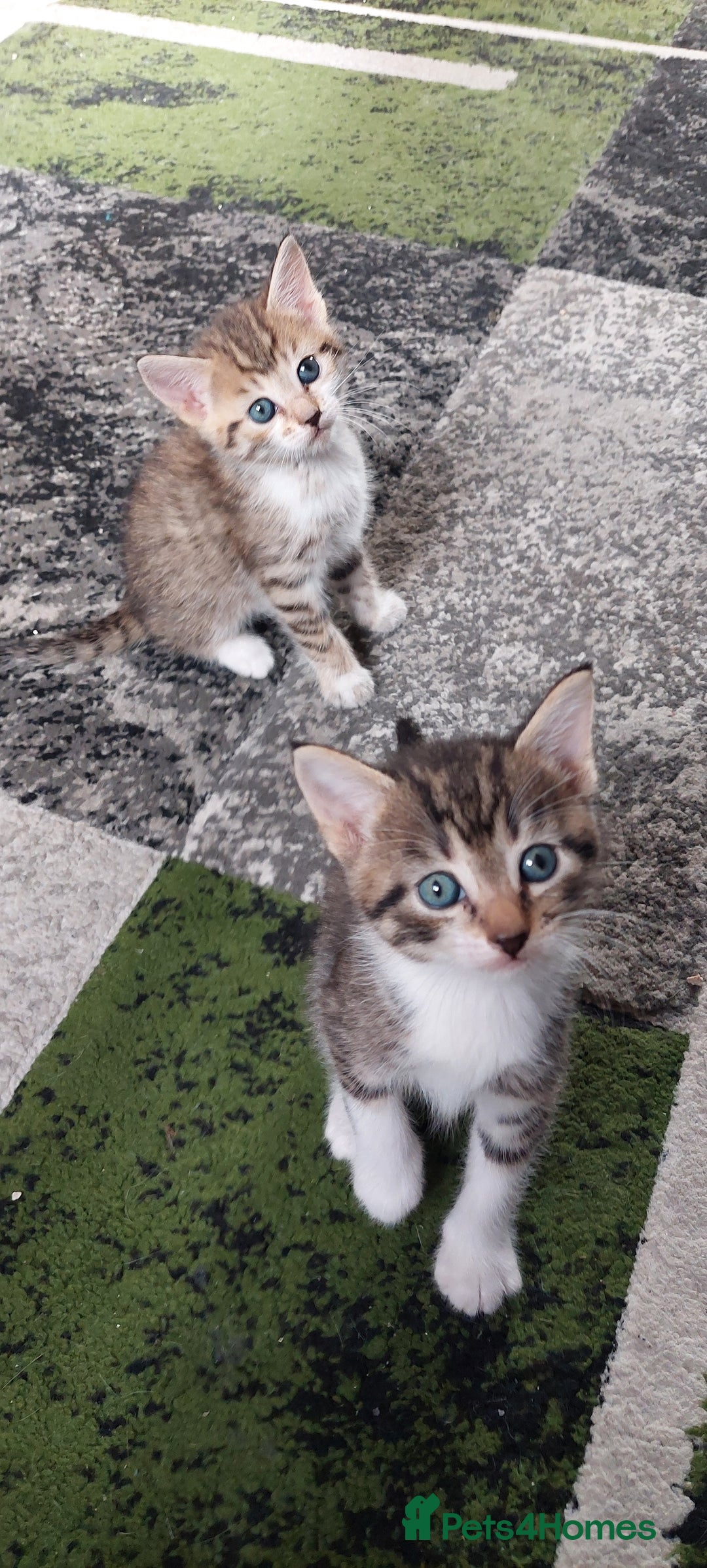 Mixed Breed cats for sale: Kittens for sale - Image 14