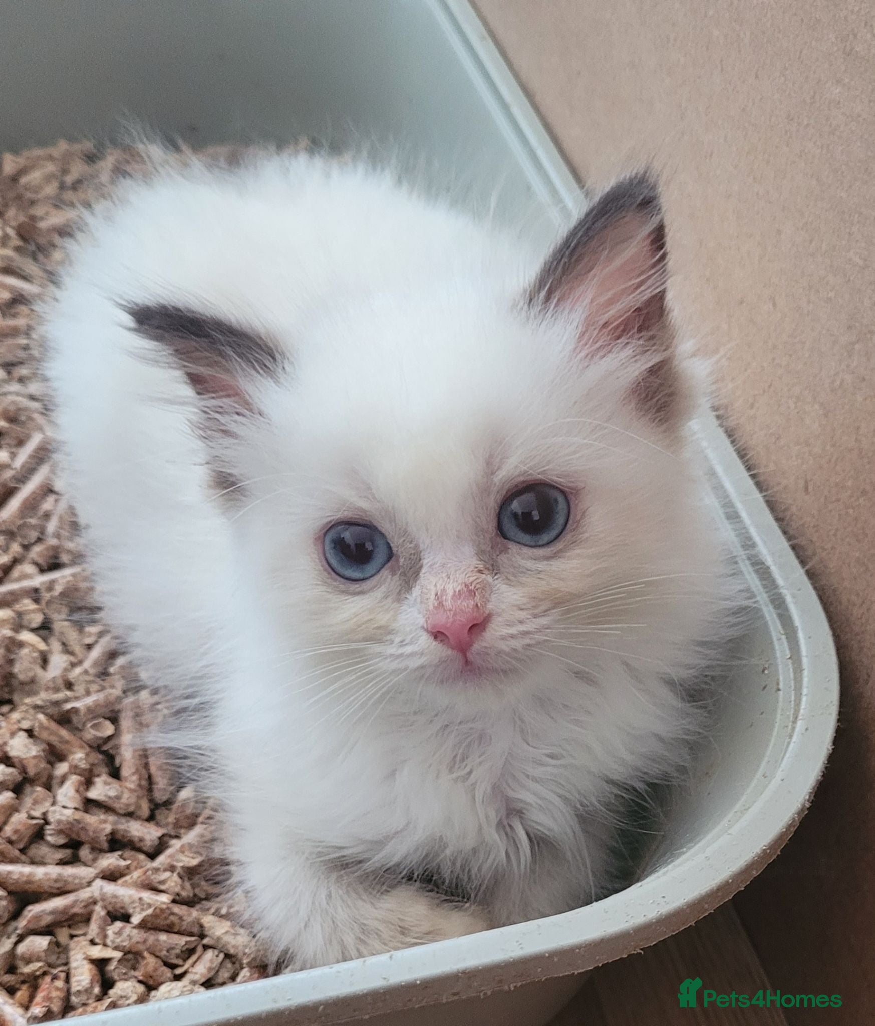 Ragdoll cats READY NOW Last boy lilac bi colour male - Advert 1