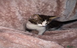British Longhair cats for sale: ✨ Longhaired Kittens Looking for Loving Homes ✨ - Image 7