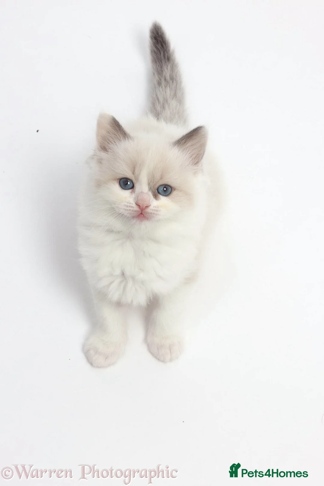 Ragdoll cats for stud: GCCF registered RAGDOLL STUD in Slough - Advert 8