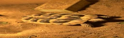 Hermann Tortoise reptiles for sale: Hermann tortoise rehoming  in Huntingdon - Advert 3