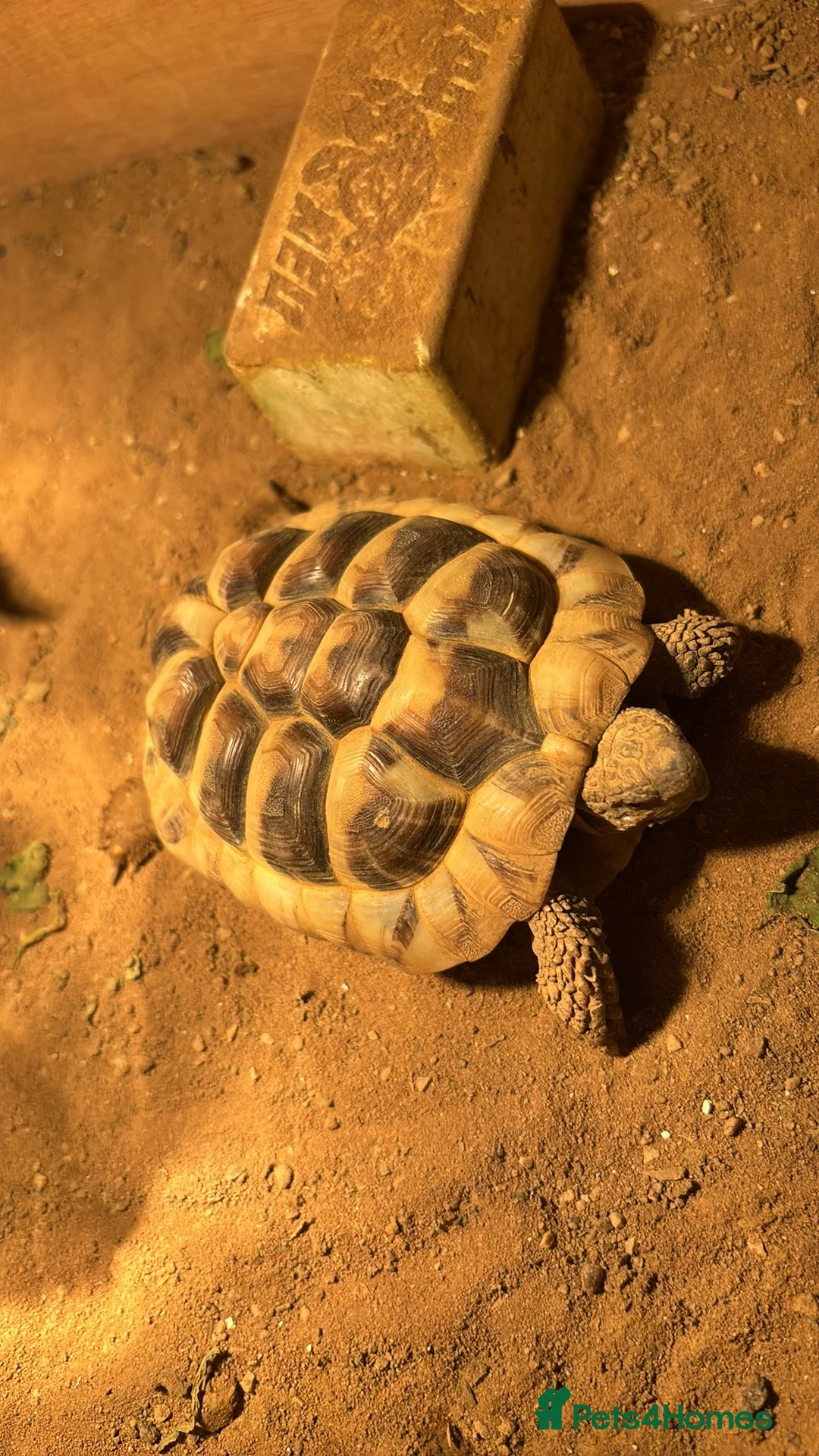 Hermann Tortoise reptiles for sale: Hermann tortoise rehoming  in Huntingdon - Advert 3