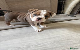 English Bulldog dogs for sale: Gorgeous English bulldog puppy’s  - Image 10