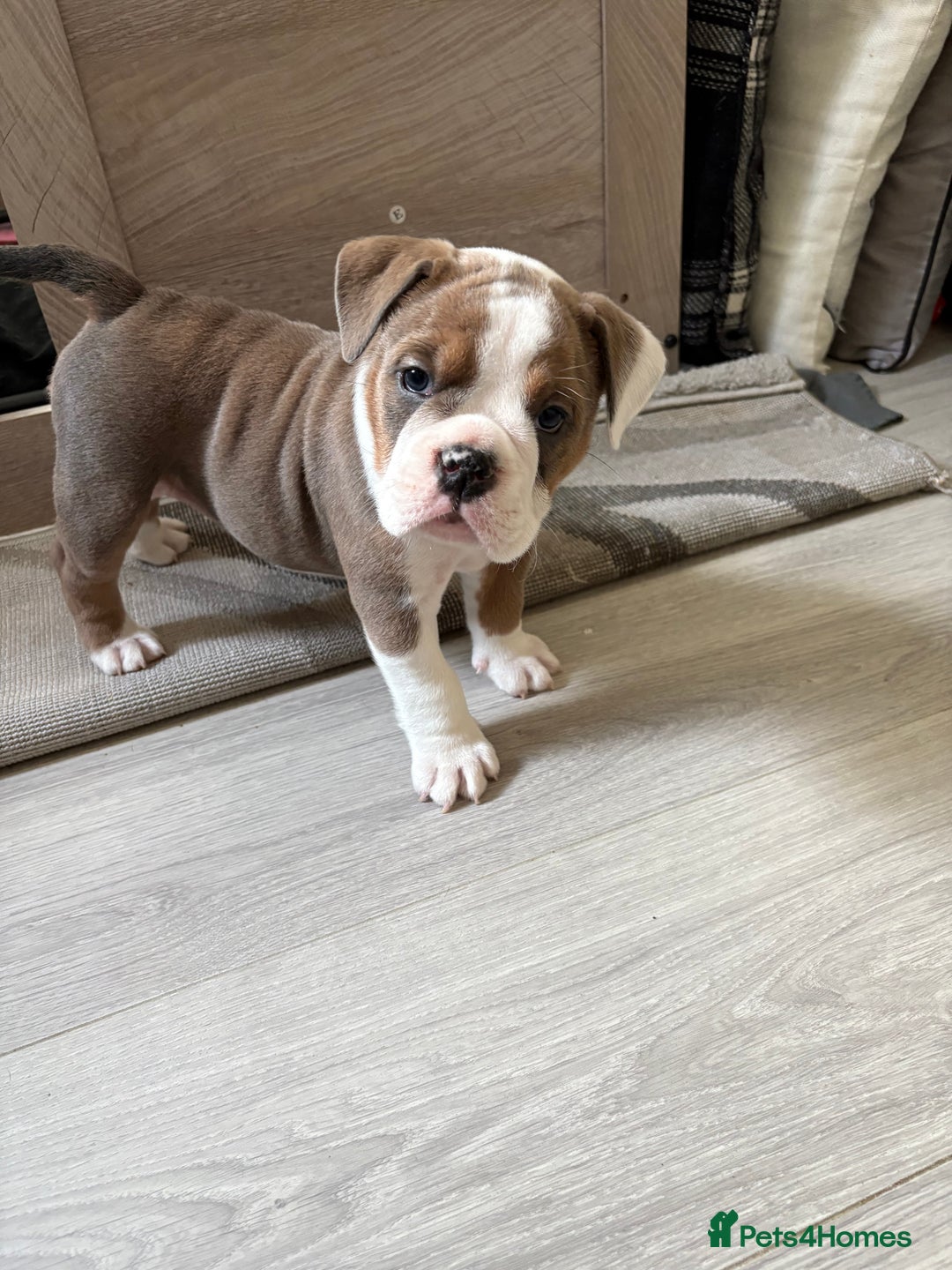 English Bulldog dogs for sale: Gorgeous English bulldog puppy’s  - Image 10