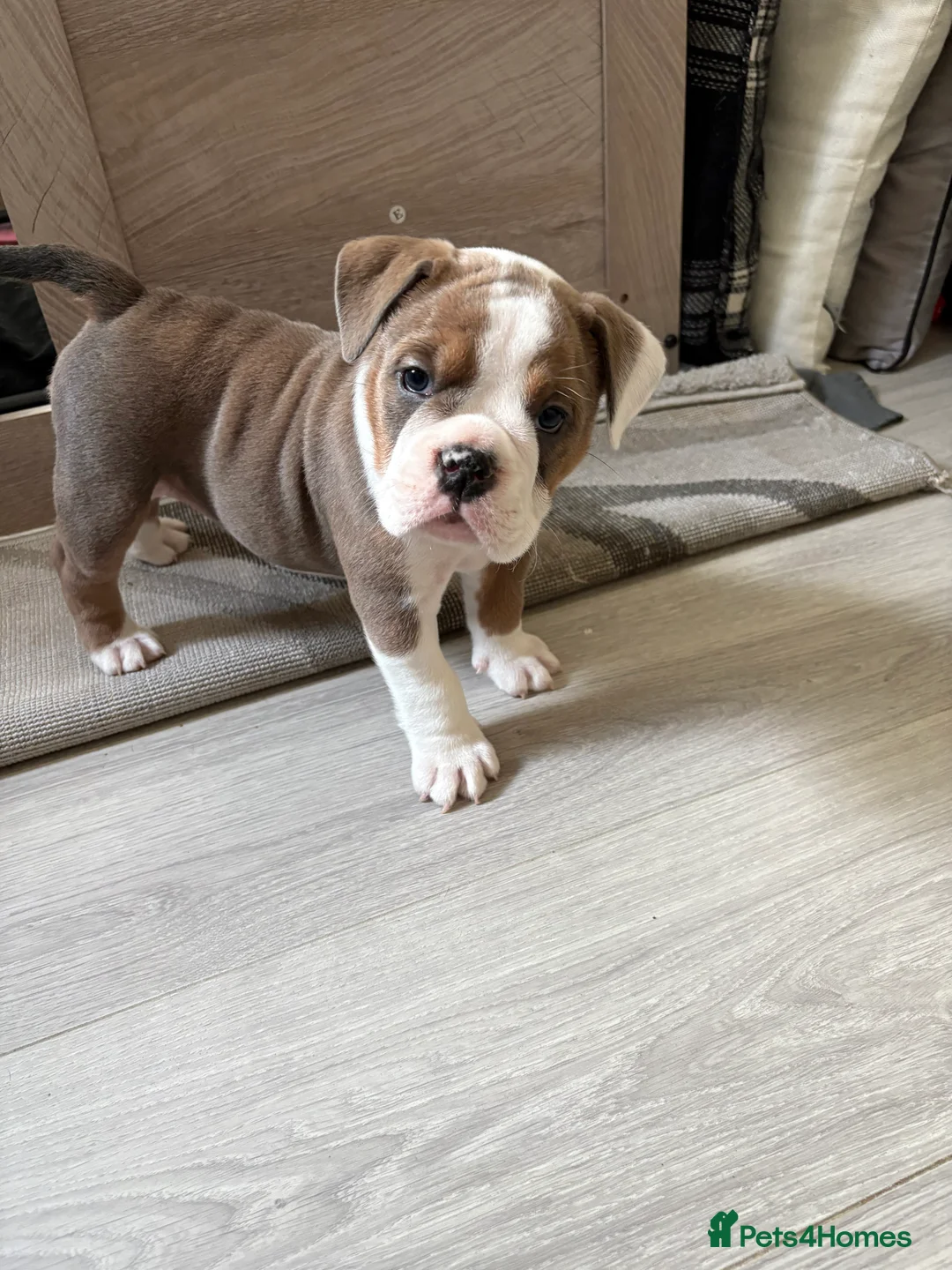 English Bulldog dogs for sale: Gorgeous English bulldog puppy NEBBR REGISTERD - Advert 13