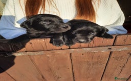Labrador Retriever dogs for sale: Working labrador pups - Image 2