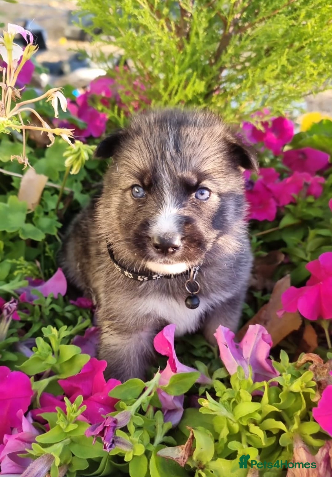 Shepsky dogs for sale: Shepsky puppies (blue + bi eyed) - Image 1