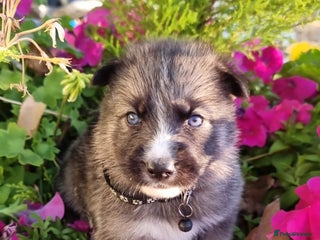 Shepsky dogs - Advert 8