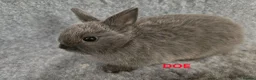 Netherland Dwarf rabbits for sale: Cute Netherland Dwarf Babies READY NOW - Advert 5