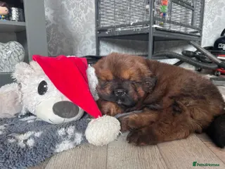 Tibetan Mastiff dogs Male Tibetan mastiff puppy - Advert 1