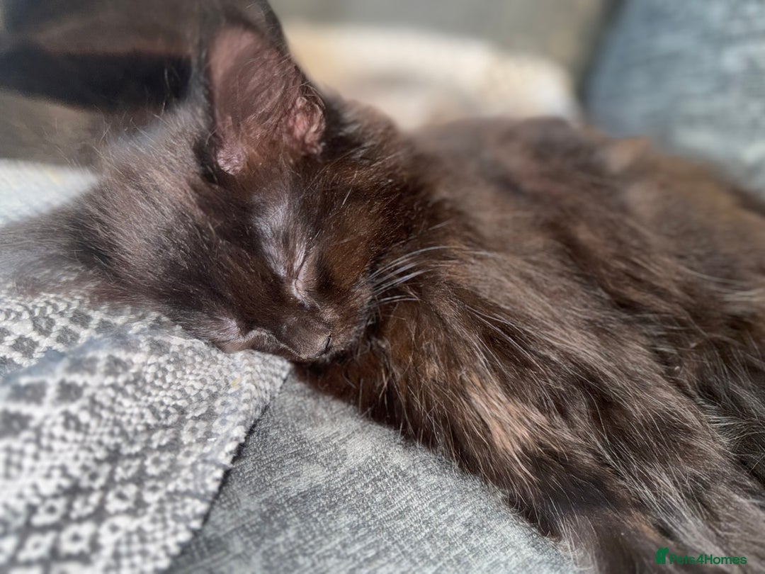 Mixed Breed cats for sale: 3 kittens for sale - Advert 9