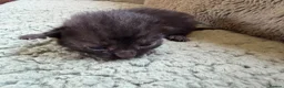 Mixed Breed cats for sale: Beautiful Kittens BSH Cross - Advert 13