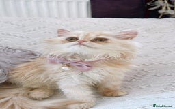 Persian cats for sale: Exotic Doll face Persian  - Image 2