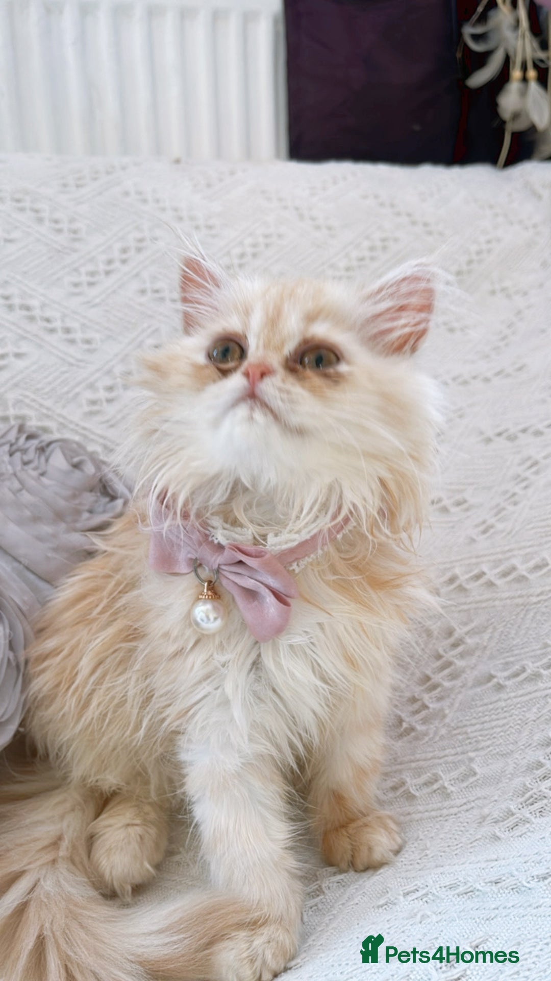 Persian cats for sale: Exotic Doll face Persian  - Image 2