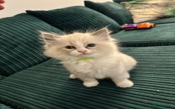 Ragdoll cats for sale: Ragdoll females - Image 2