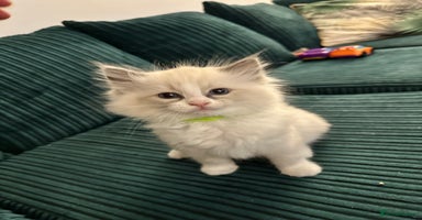 Ragdoll cats - Advert 9