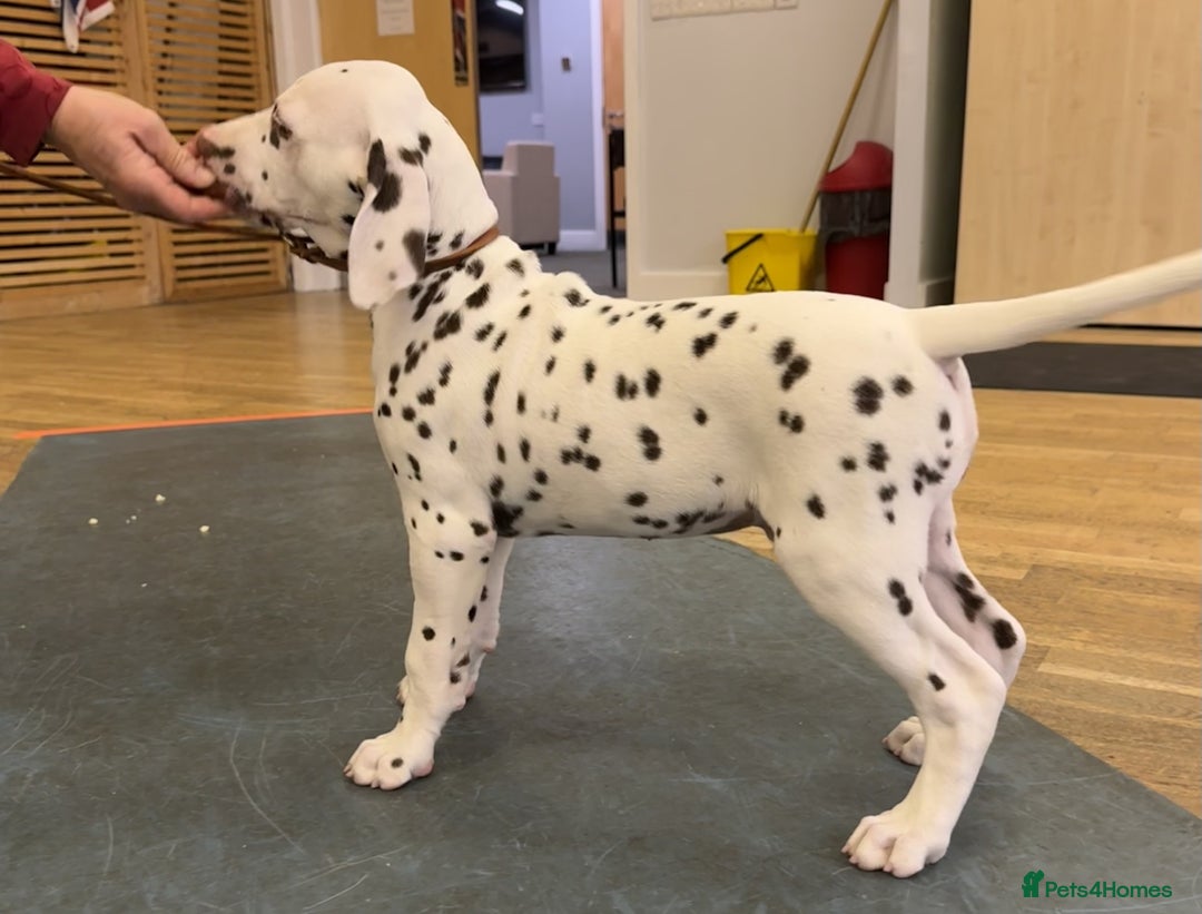 Dalmatian dogs for sale: Tamilanda Dalmatian's - Advert 22