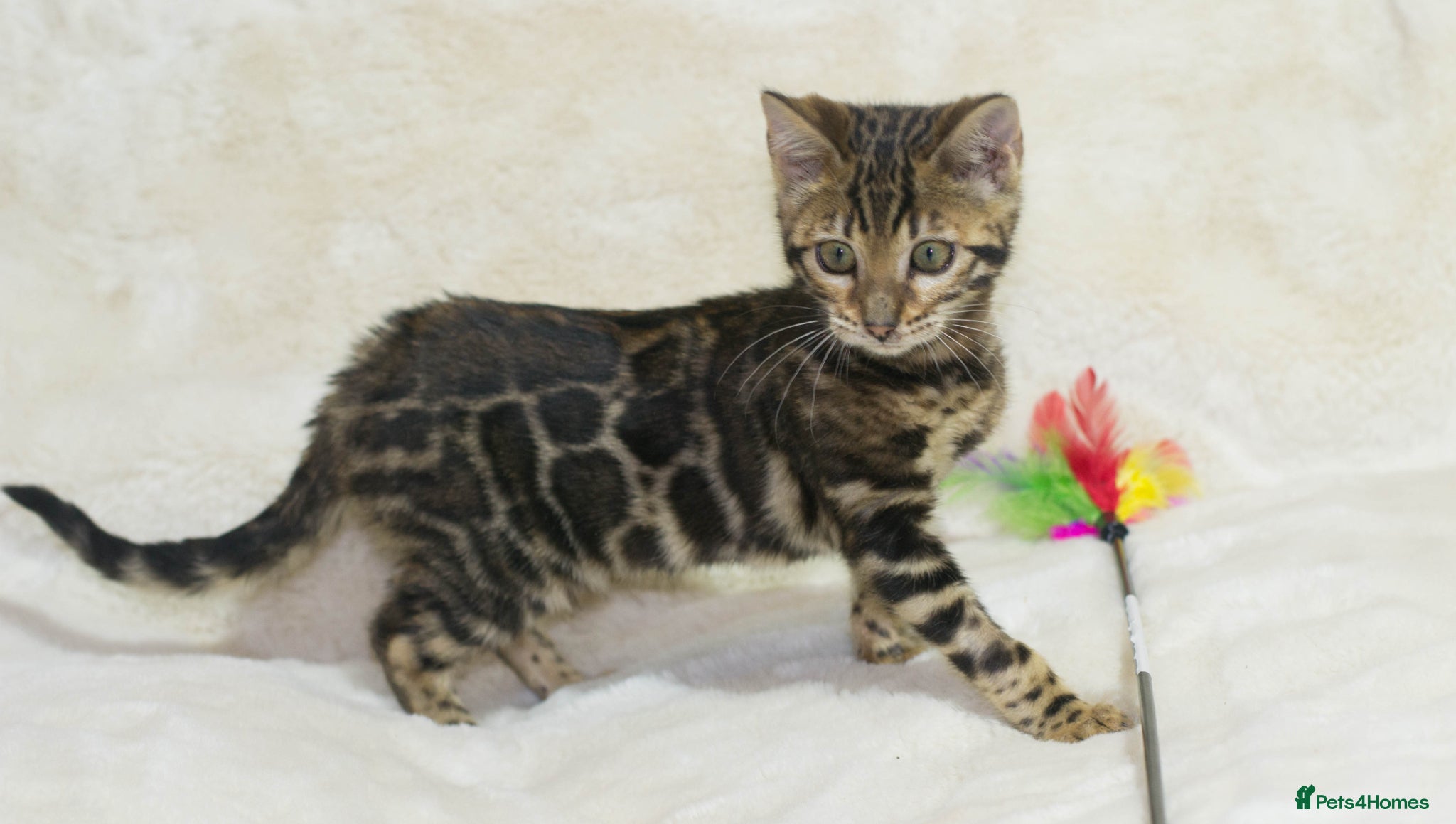 Bengal cats Ready to Leave! TICA Registered Bengal - Advert 5