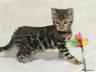 Bengal cats Ready to Leave! TICA Registered Bengal - Advert 5