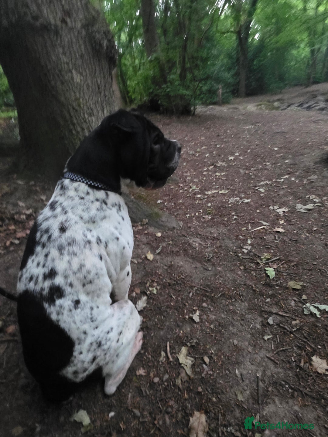 Mixed Breed dogs for sale: Sharpei cross breed - Advert 4