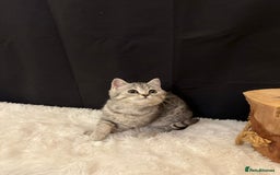 British Shorthair cats for sale: Silver Spotted Full Pedigree Registered BSH - Image 26