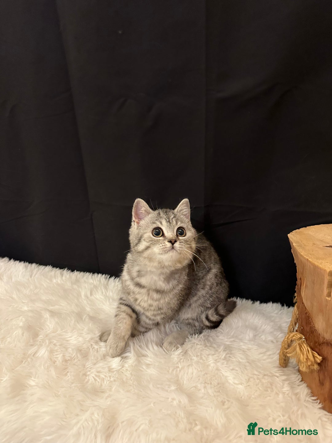 British Shorthair cats for sale: Silver Spotted Full Pedigree Registered BSH - Image 26