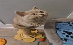 British Shorthair cats for sale: British shorthair kitten READY NOW - Image 5
